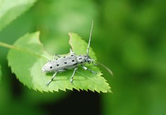 Saperda subobliterata