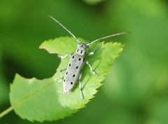 Saperda subobliterata