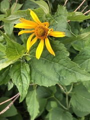 Heliopsis