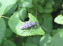 Saperda subobliterata