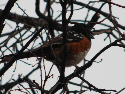iNaturalist observation photo of Spotted Towhee