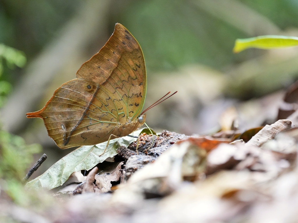 Pointed Pearl Emperor