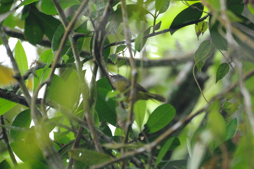 White-lored Warbler (Myiothlypis conspicillata), photo 10