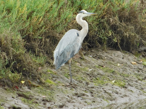 iNaturalist observation photo of Great Blue Heron