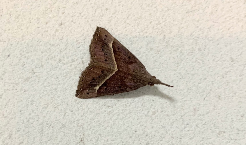 Hypena subcyanea