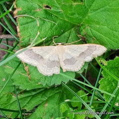Idaea aversata