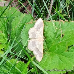 Idaea aversata