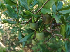 Diospyros simii