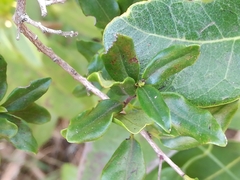 Diospyros simii