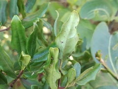 Diospyros simii