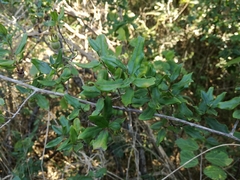 Diospyros simii