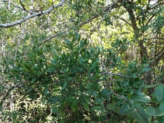 Diospyros simii