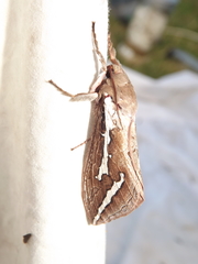 Abantiades latipennis