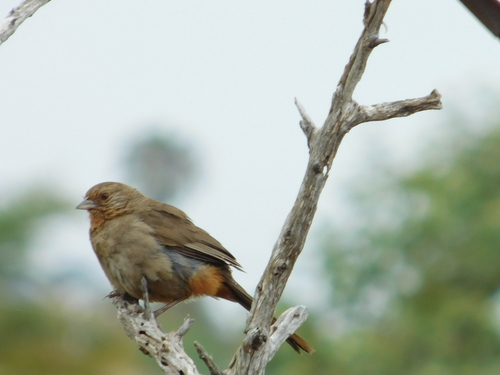 iNaturalist observation photo of California Towhee