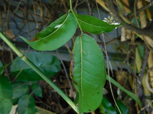Image of Derris trifoliata by (c) Ganjar Cahyadi, some rights reserved (CC BY)