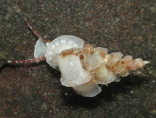 Cycloscala hyalina observed 2007-10-31