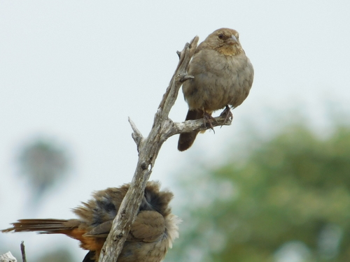iNaturalist observation photo of California Towhee