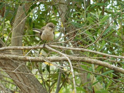 iNaturalist observation photo of Northern Mockingbird