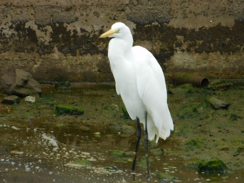 iNaturalist observation photo of Great Egret