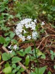Valeriana sitchensis