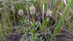 Polygala brevifolia