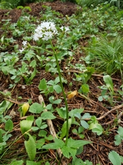 Valeriana sitchensis