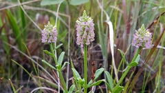 Polygala brevifolia