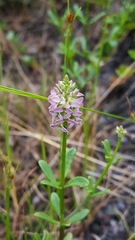 Polygala brevifolia