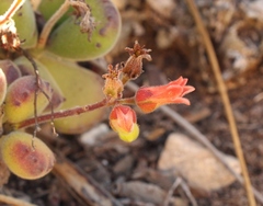 Cotyledon tomentosa