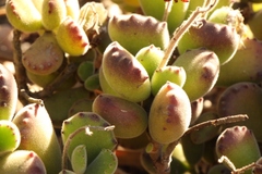 Cotyledon tomentosa