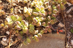 Cotyledon tomentosa