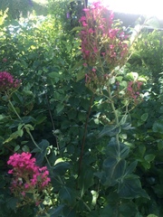 Centranthus ruber
