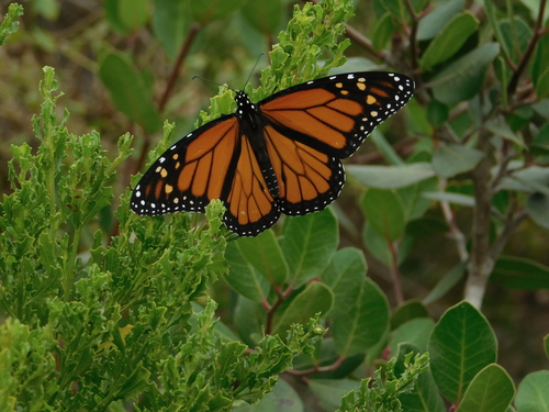 iNaturalist observation photo of Monarch