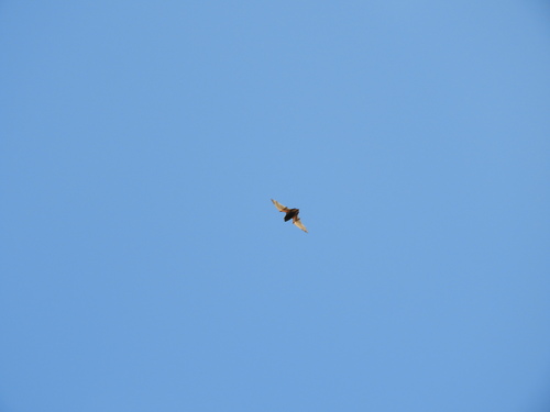 Aeorestes semotus observed 2024-04-05