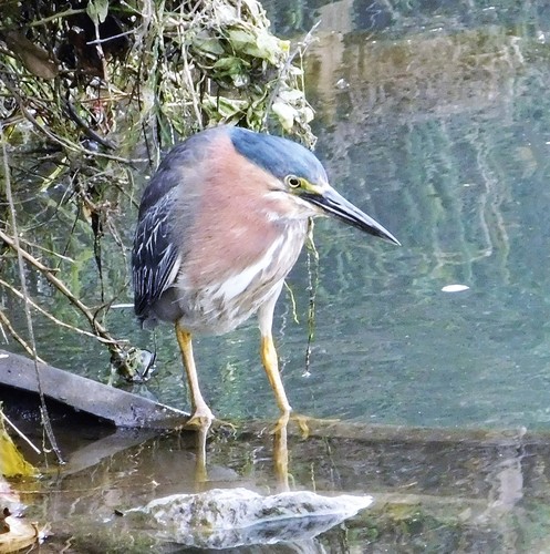 iNaturalist observation photo of Green Heron