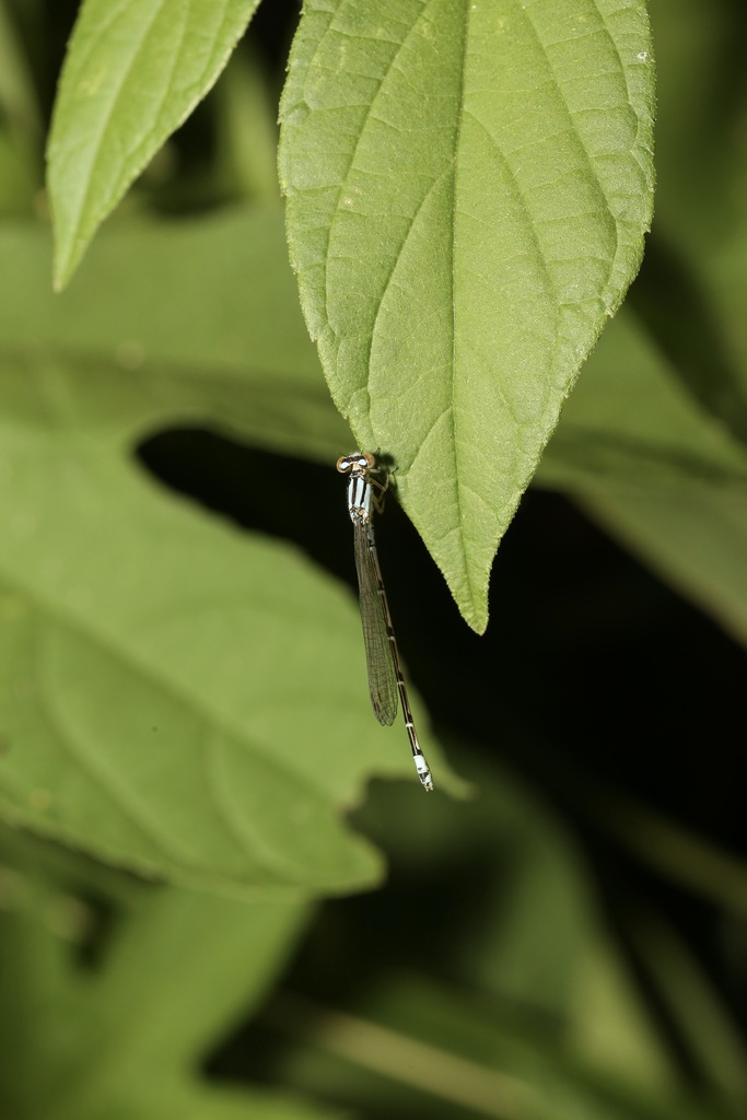Neotropical Bluet