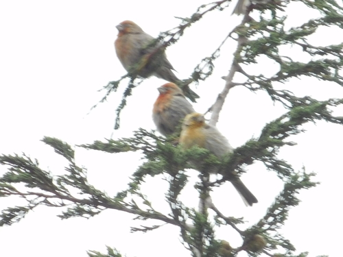 iNaturalist observation photo of House Finch