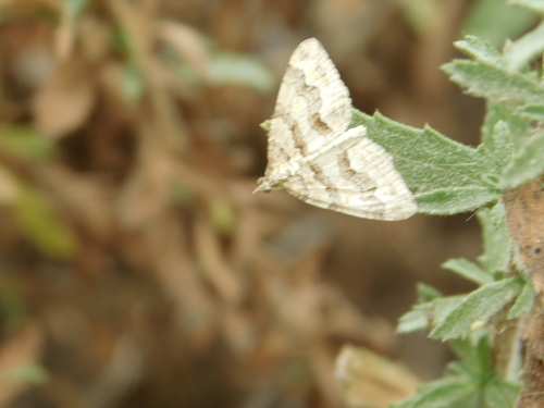iNaturalist observation photo of Carpet moths