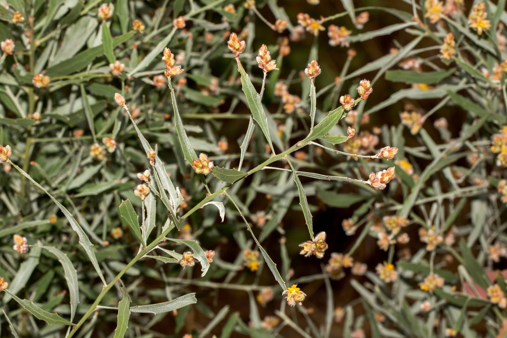 Jacksonia dilatata