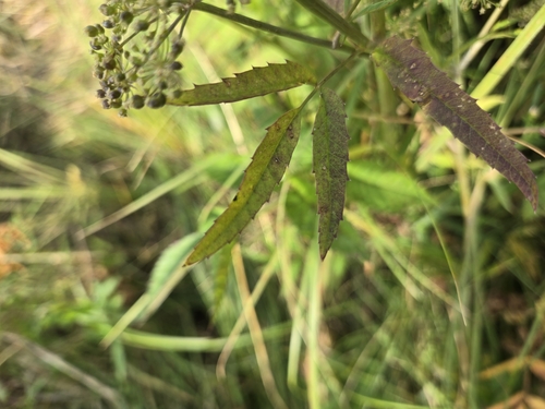 water hemlock