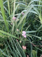 Achillea roseo-alba