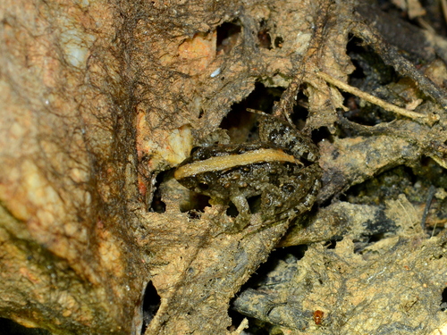 Pseudopaludicola pocoto