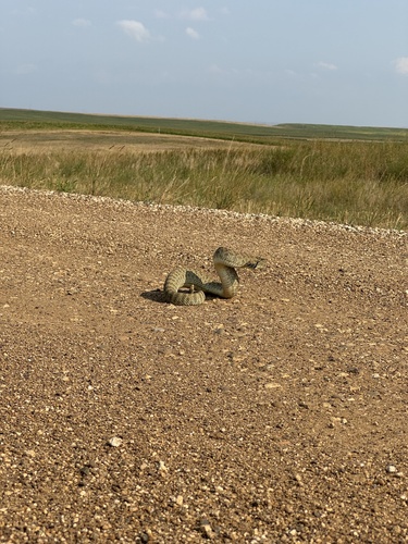 Prairie Rattlesnake photographed in North Dakota