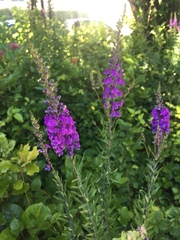 Linaria purpurea