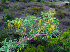 Diphysa carthagenensis