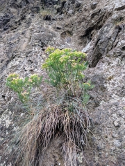 Euphorbia cyparissias