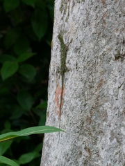 Draco blanfordii