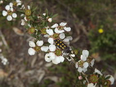 Castiarina xanthopilosa