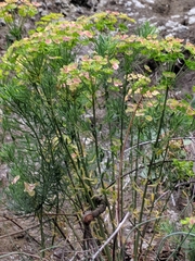 Euphorbia cyparissias