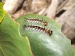 Anthela rubeola